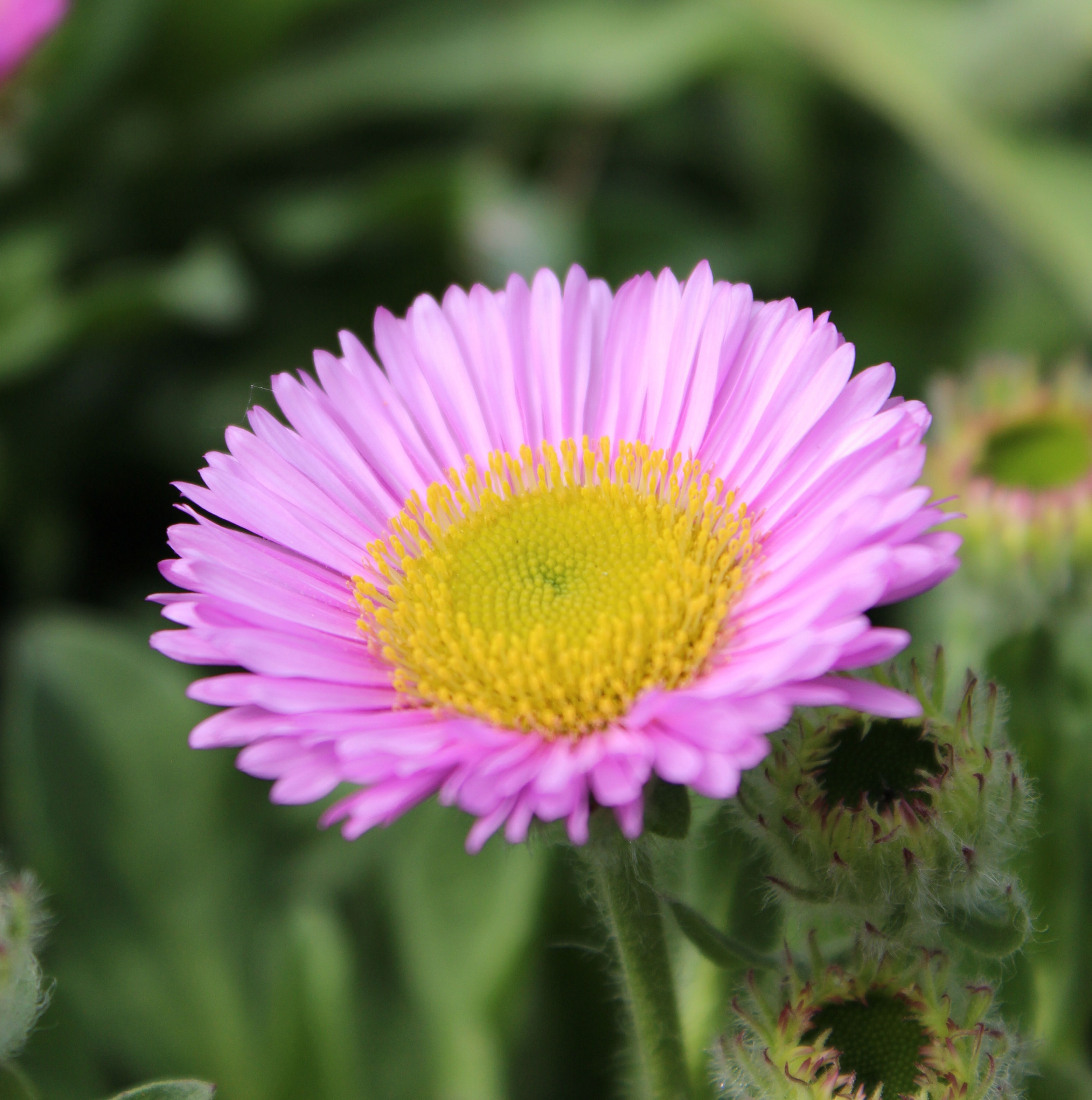 Erigeron 'Four Winds'' in 9cm pots, Alpine Plant