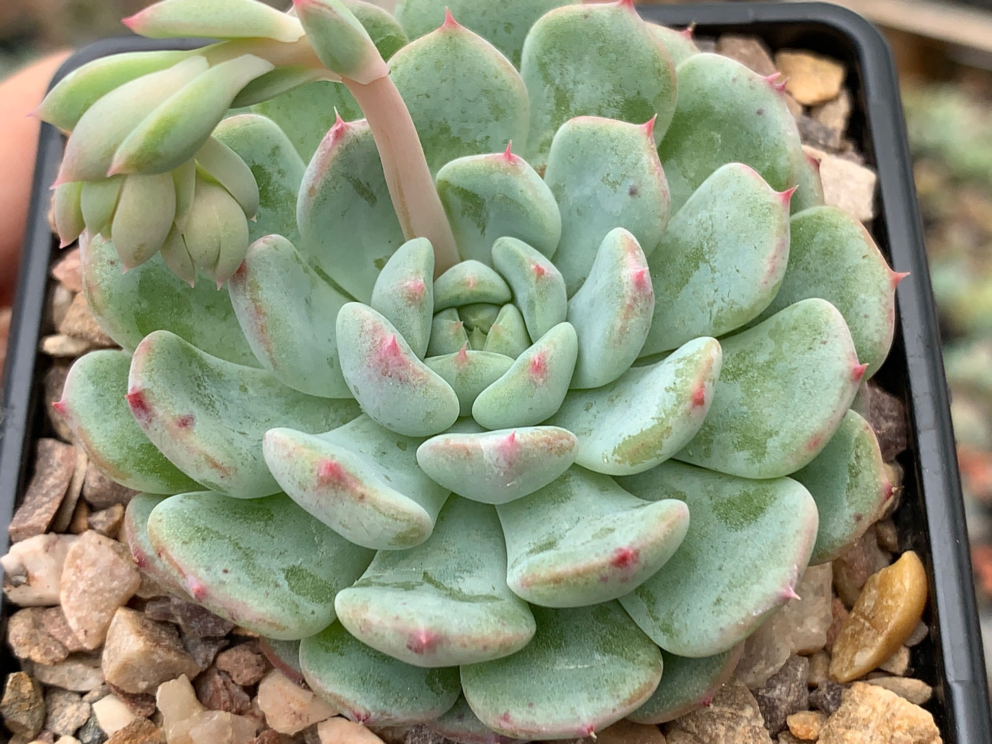 Echeveria 'White Farm'
