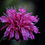 Thumbnail: MONARDA Purple Lace, Bee balm in 9cm pots, Hardy P