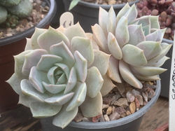xGraptoveria 'Bristlecone'