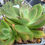 Thumbnail: Echeveria 'Silk Veil'