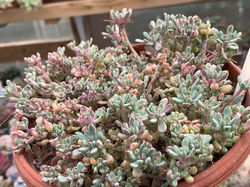 graptopetalum pachyphyllum