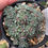 Thumbnail: Saxifraga Whitehill, clump forming encrusted saxifrage, 9cm pots Hardy Alpine