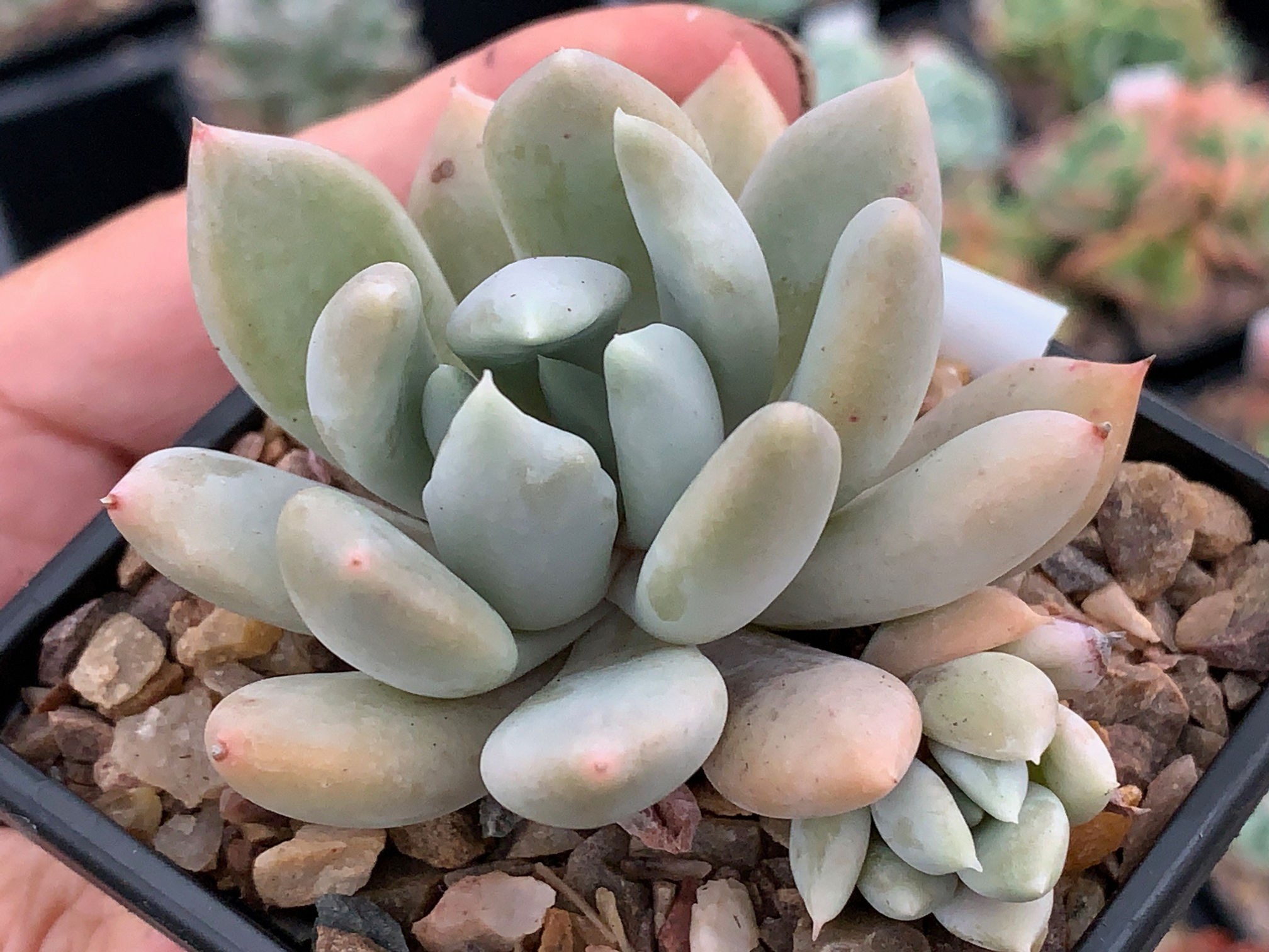 x Pachyveria 'Charming’