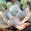 Thumbnail: Echeveria 'Exotic'