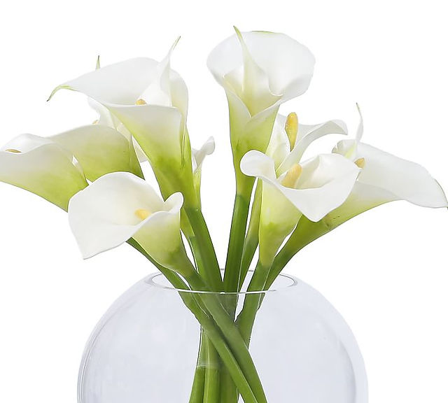 Calla Lilly