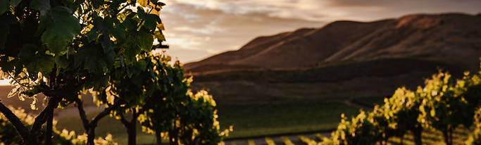View over the mountains behind a vineyard.