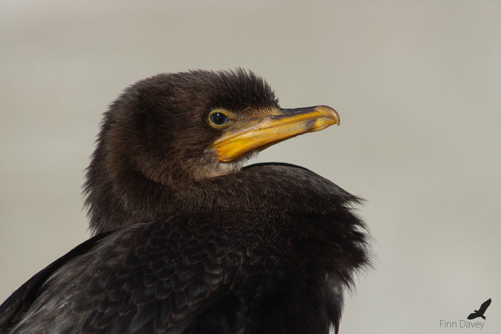 Juv little shag wtm 4.jpg