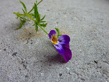 P1040019.JPG