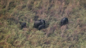 SPECIAL: Ce que les éléphants peuvent nous apprendre sur l'amour et le partenariat