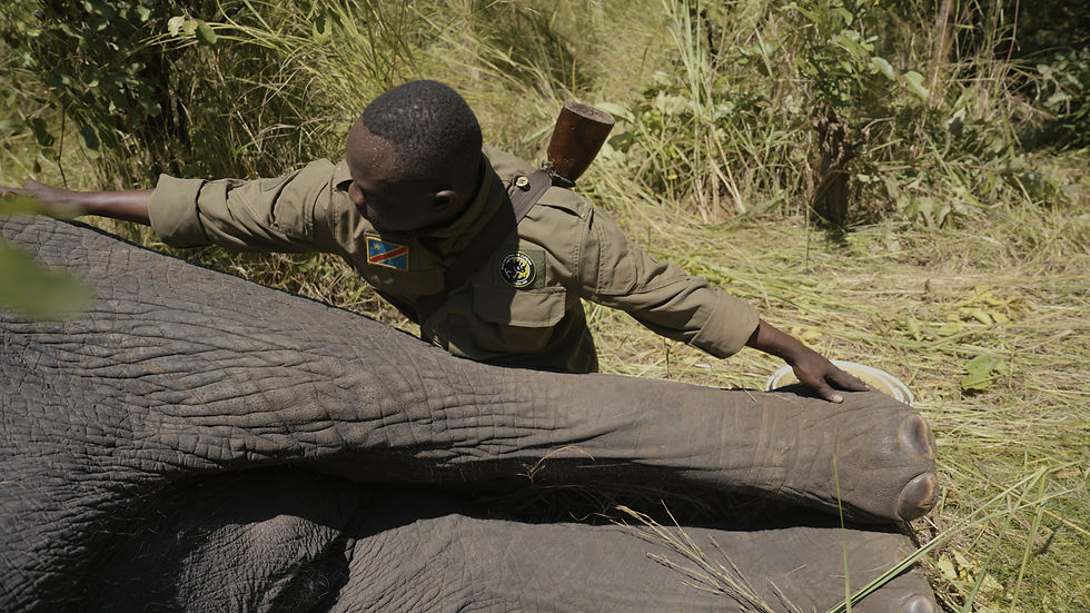 Images: Justin Sullivan, Parc National de l'Upemba - 2025