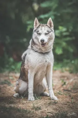 Portrait d’un chien en extérieur dans un environnement naturel
