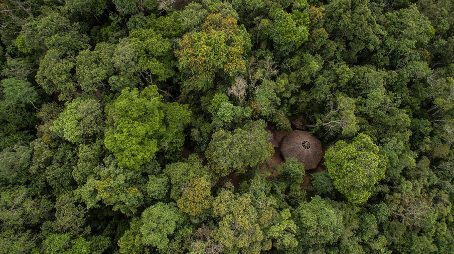 FLORESTA DE CIMA.jpg