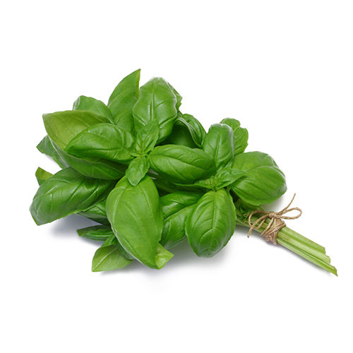 Basil