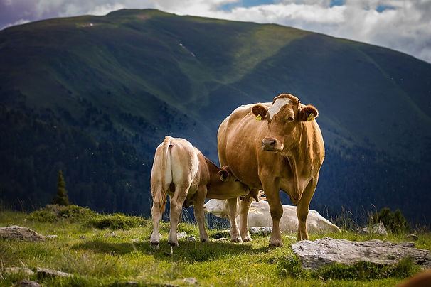 cow-4352623_1280 (1).jpg