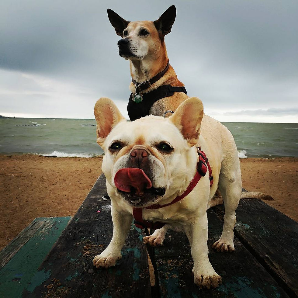 LaiFUU & LaMei, my beloved furkids whom I brought back to Canada from Taiwan. Hence, the name of my studio is 'Dog Patch Studio.' Dog Patch was also the nickname for the area I now live in, since there were always dogs running around freely. It was fated to be.
