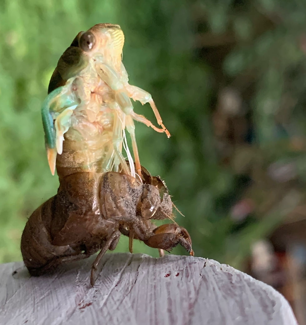 A cicada emerging from it's larval stage reminds me of our own journey to arrive at the finish line of this course, ready to head into the new school year with a fresh new set of tools.