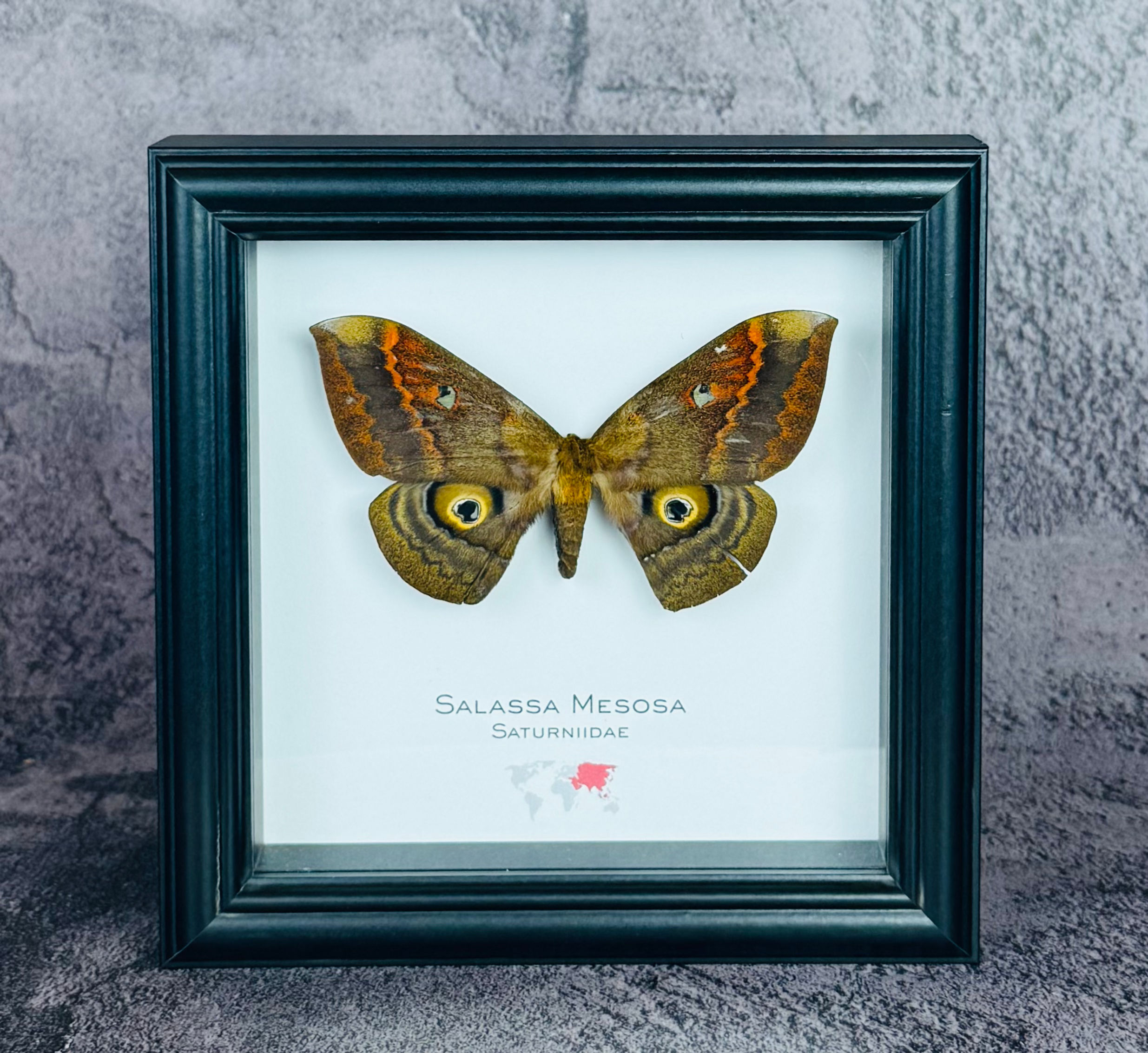 Salassa Mesosa Moth