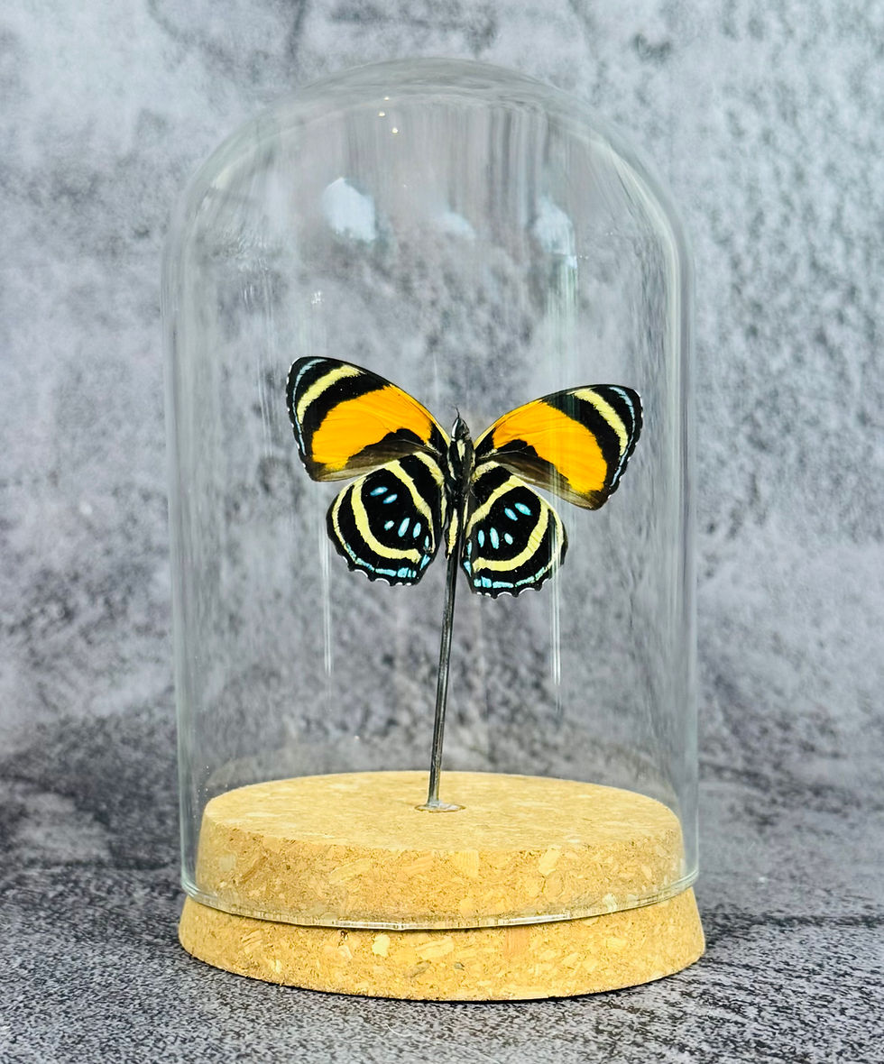 Thumbnail: Callicore Aegina