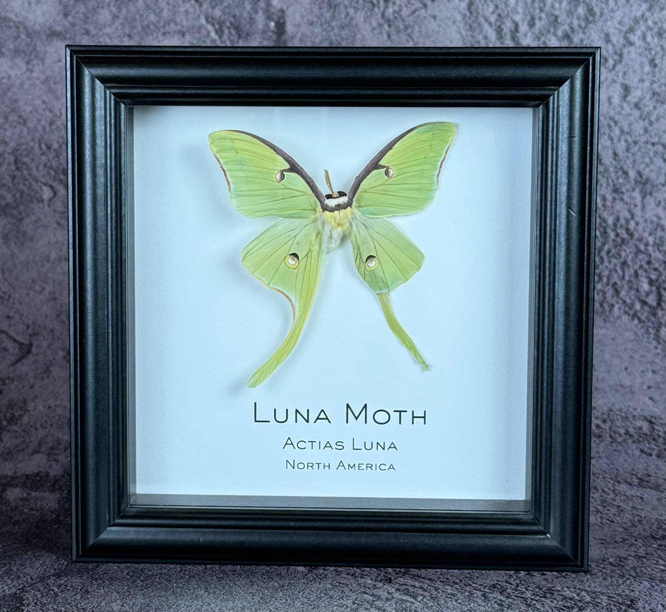 Luna Moth