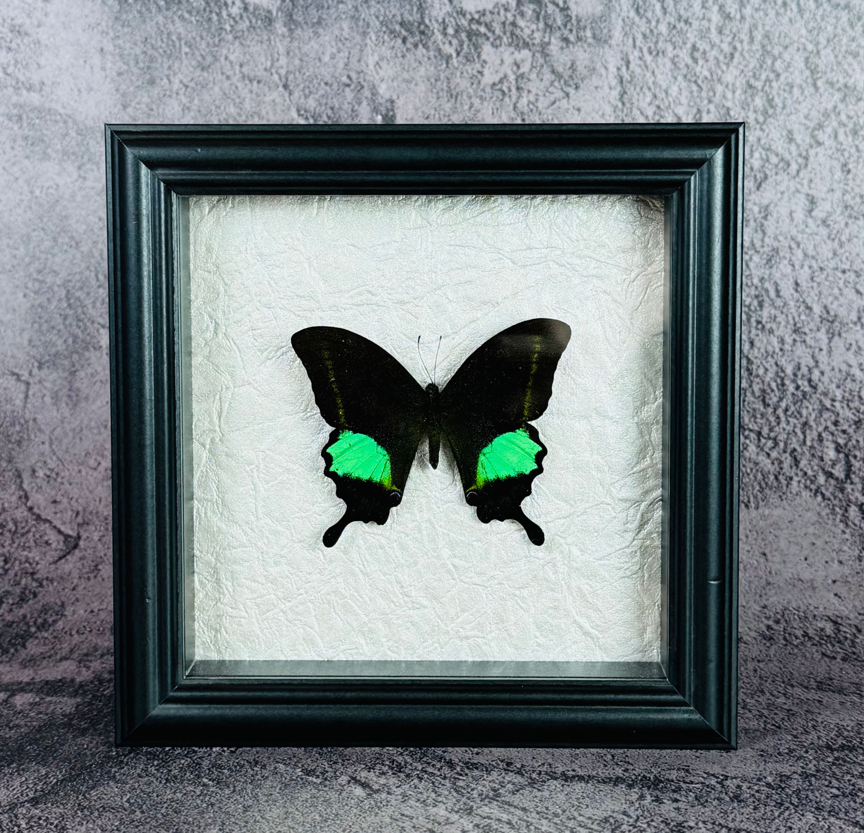 Papilio Paris