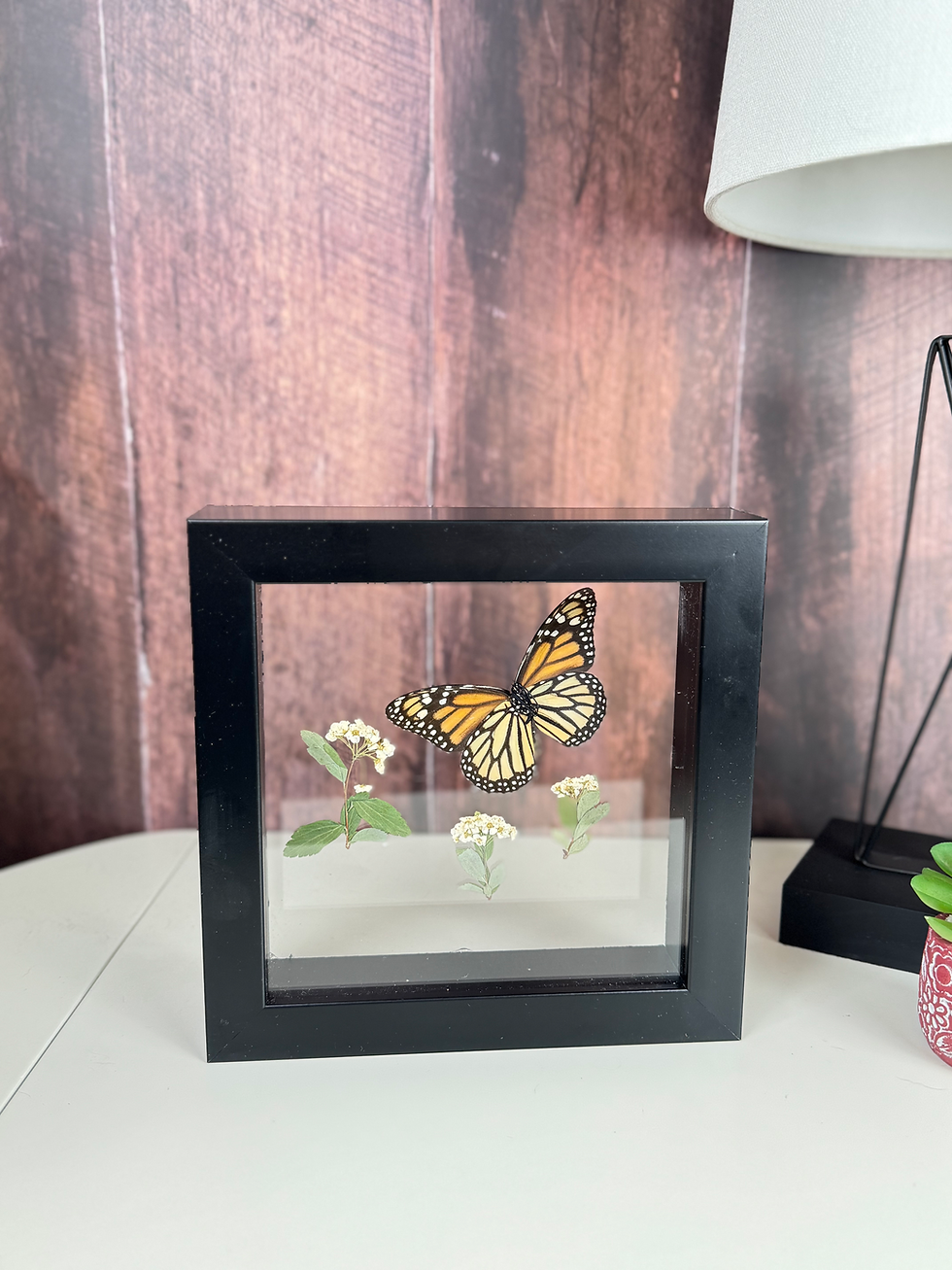 Monarch Butterfly