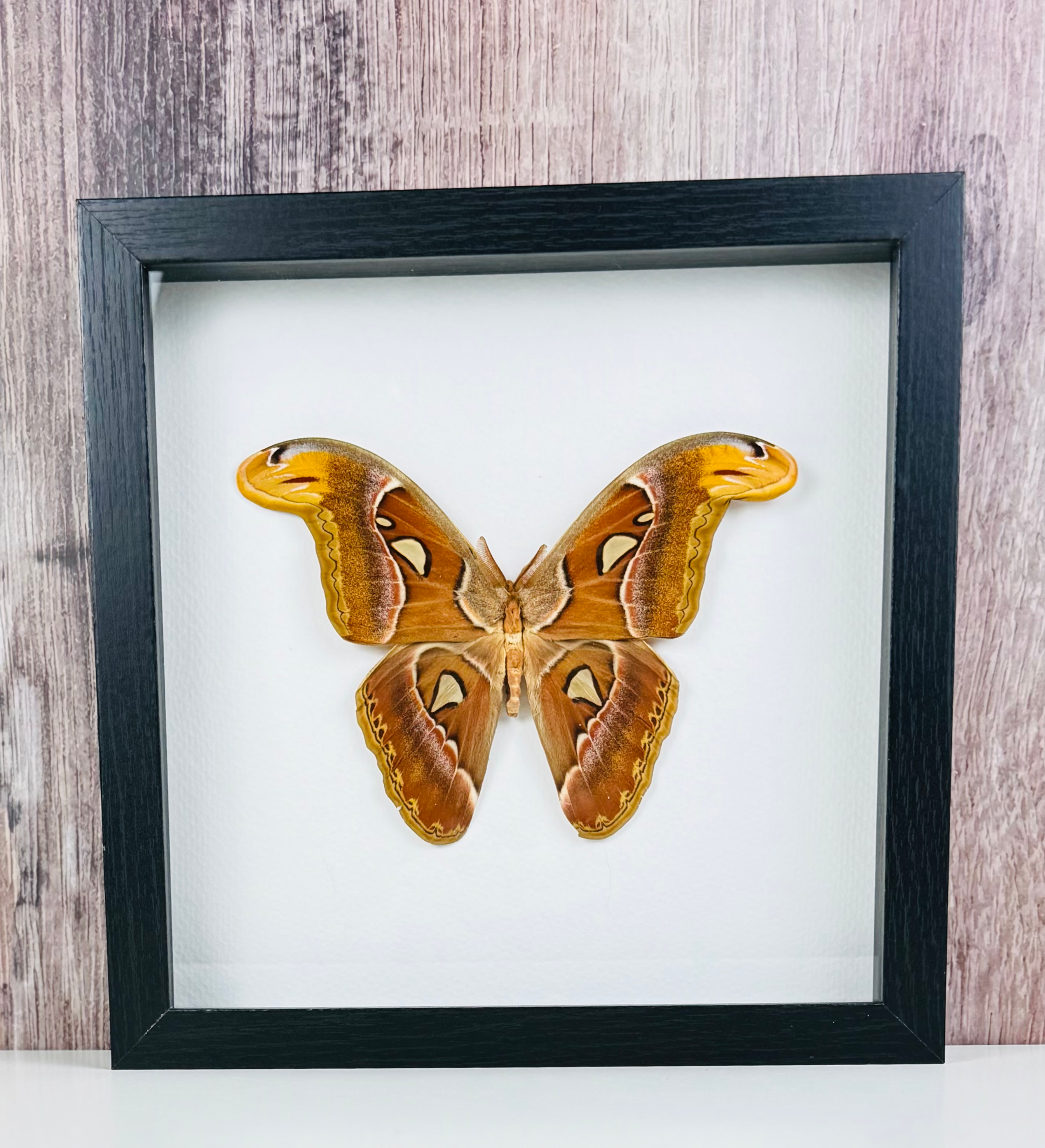 Giant Atlas Moth - Female