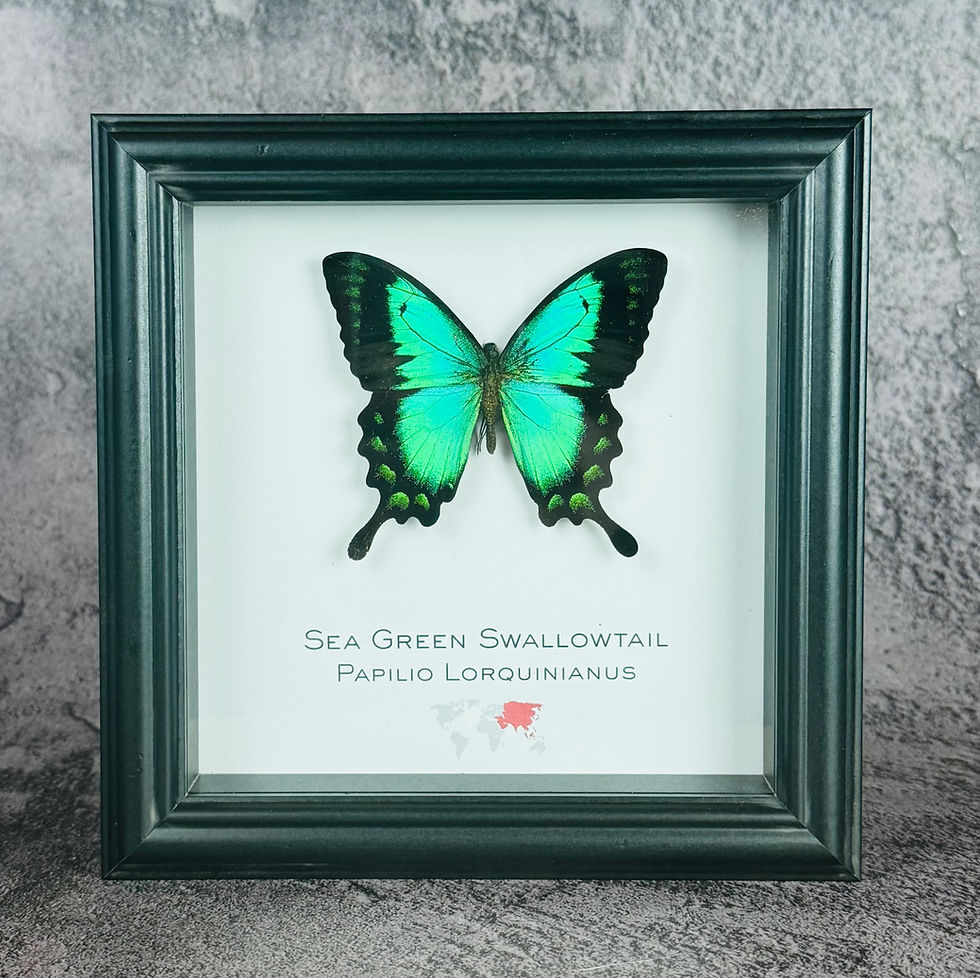 Thumbnail: Papilio Lorquinianus