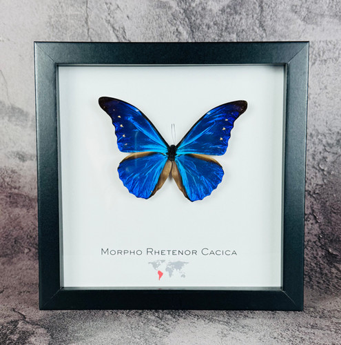 Morpho Rhetenor Cacica | GoButterflies