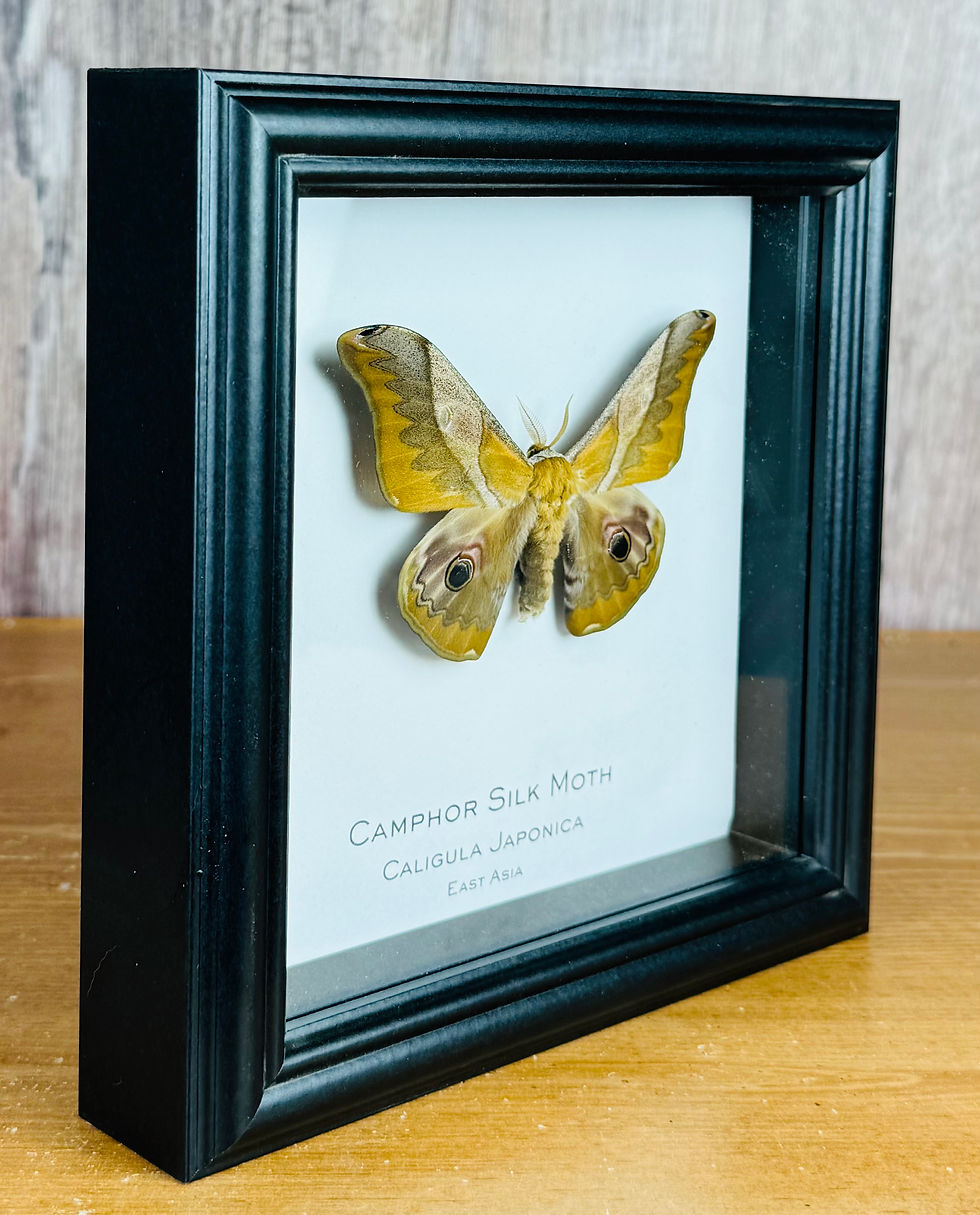 Thumbnail: Camphor Silk Moth