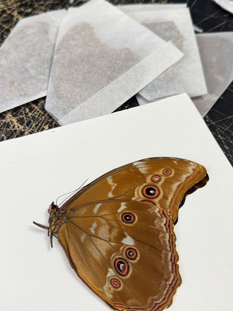 Thumbnail: Morpho Didius A1 Specimen