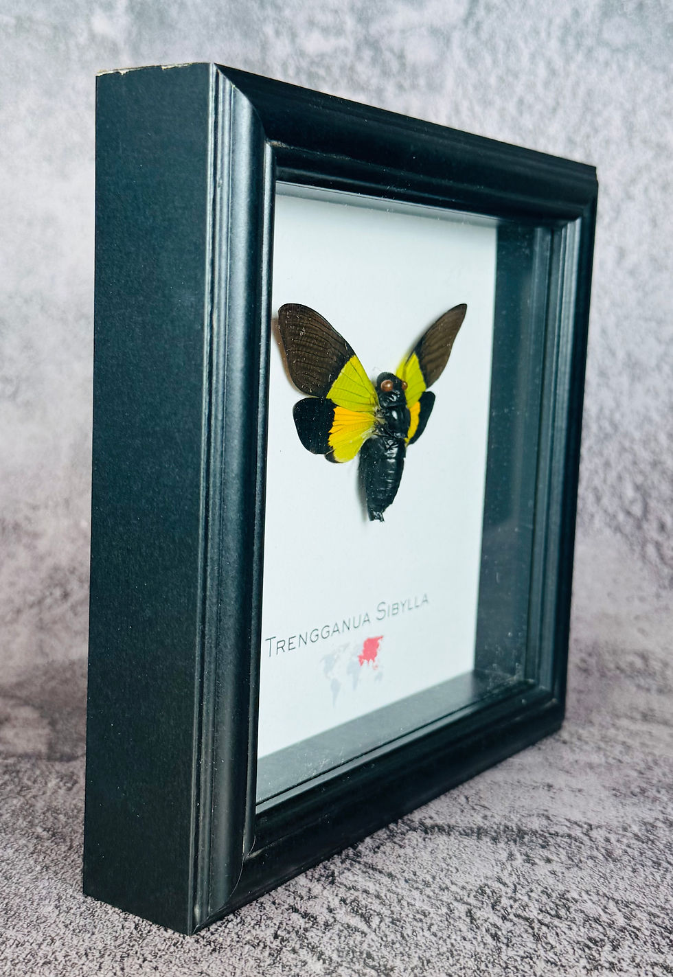 Thumbnail: Lemon Lime Cicada
