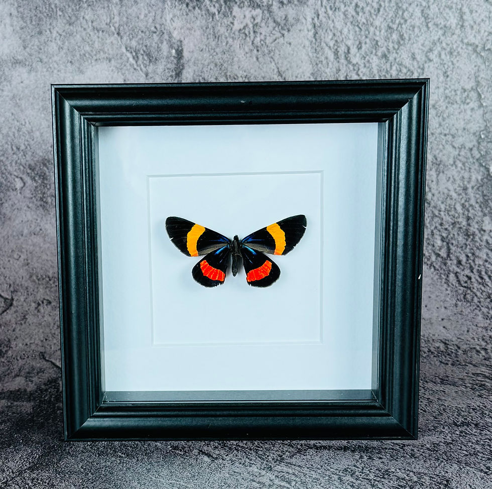 Thumbnail: Day-Flying Moth 