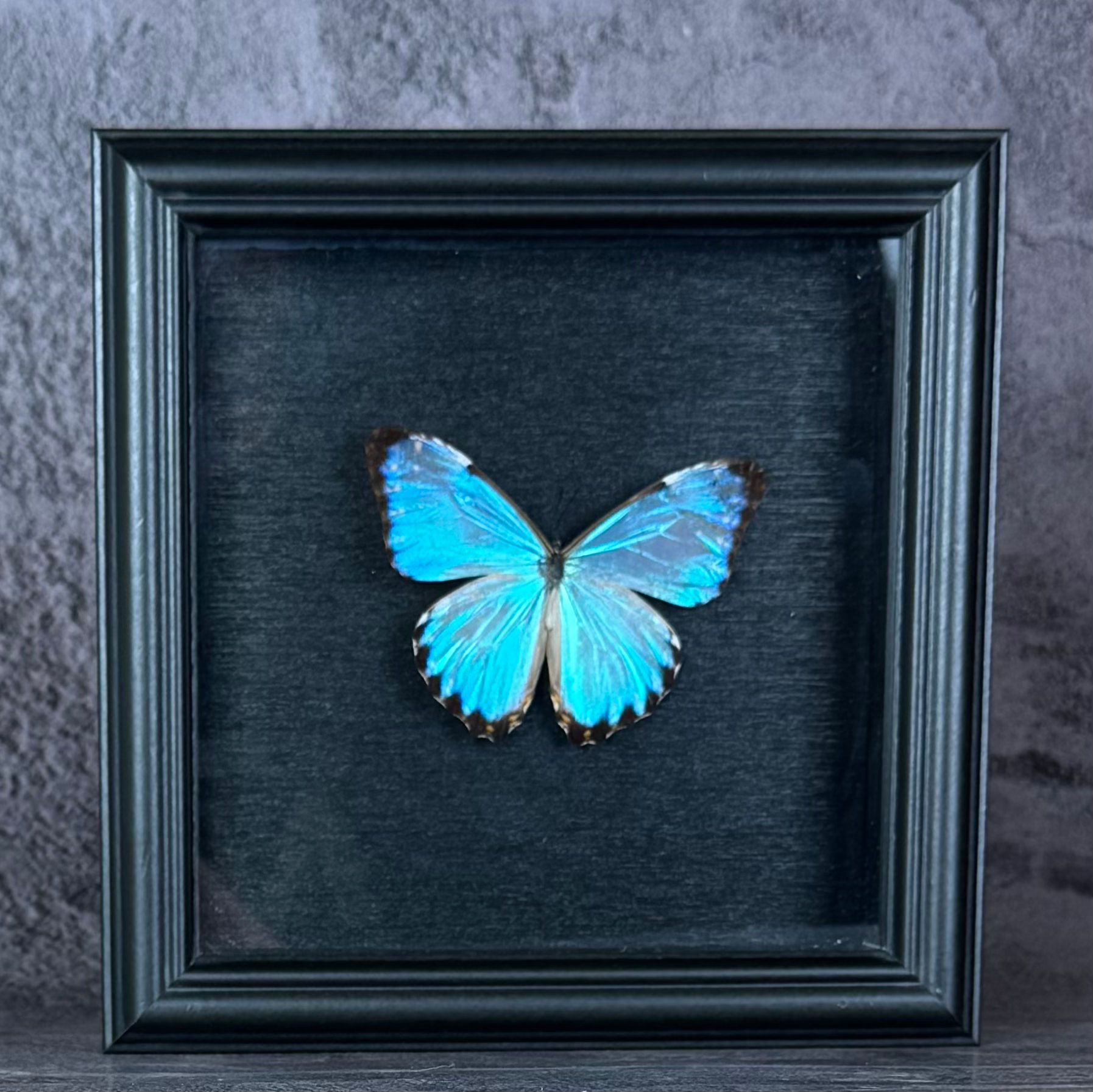 Morpho Portis