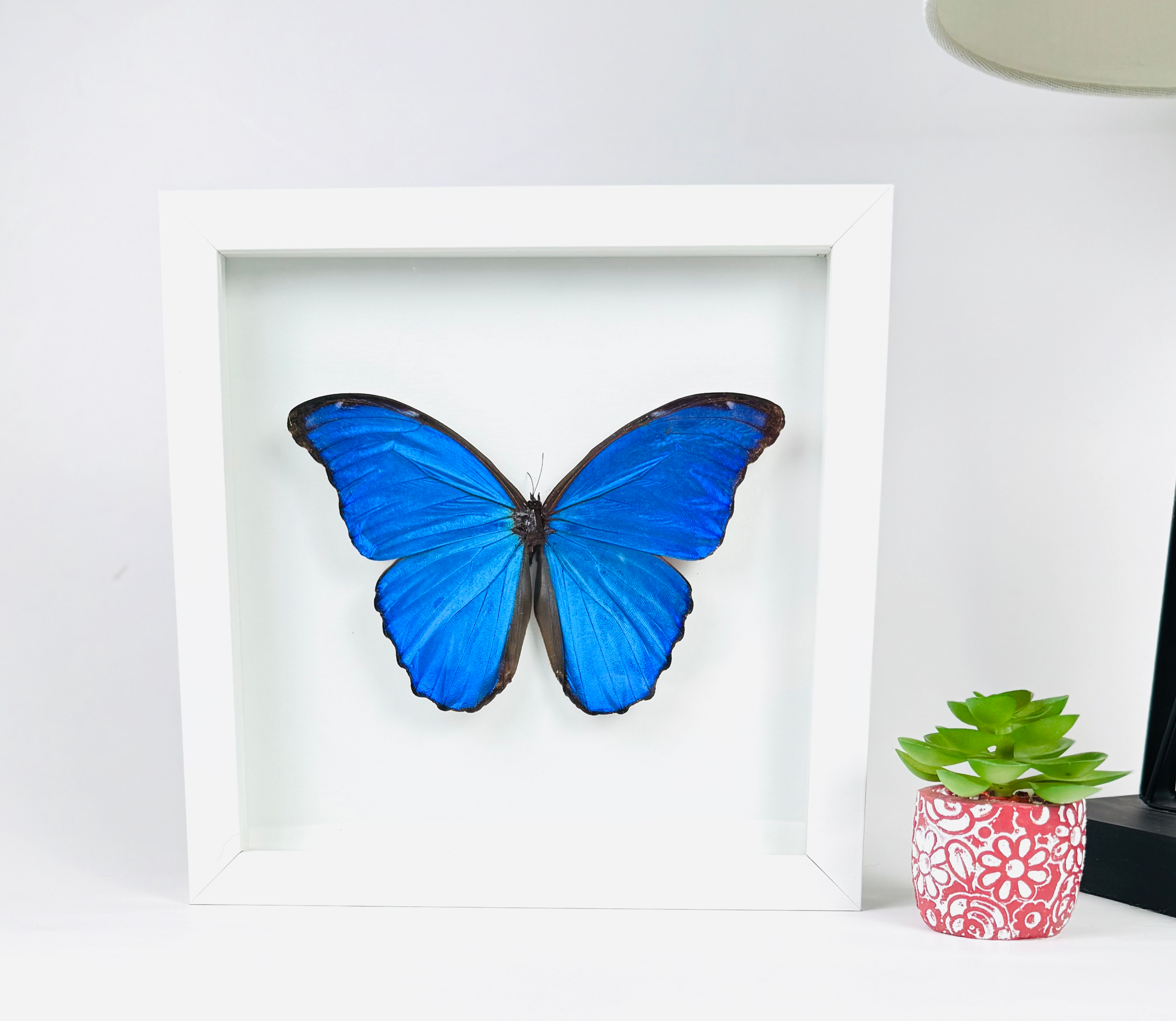 Morpho Didius