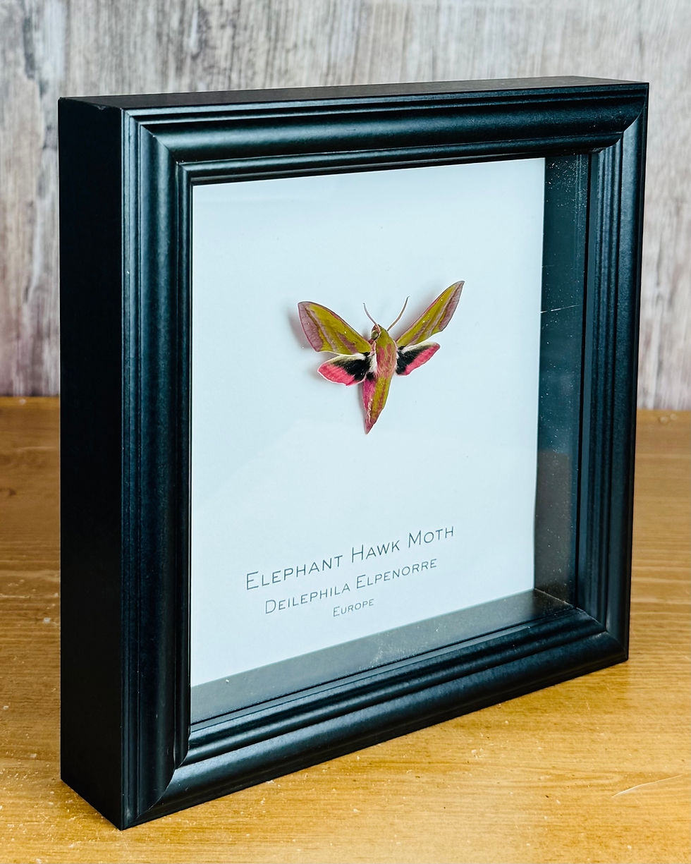 Thumbnail: Elephant Hawk Moth