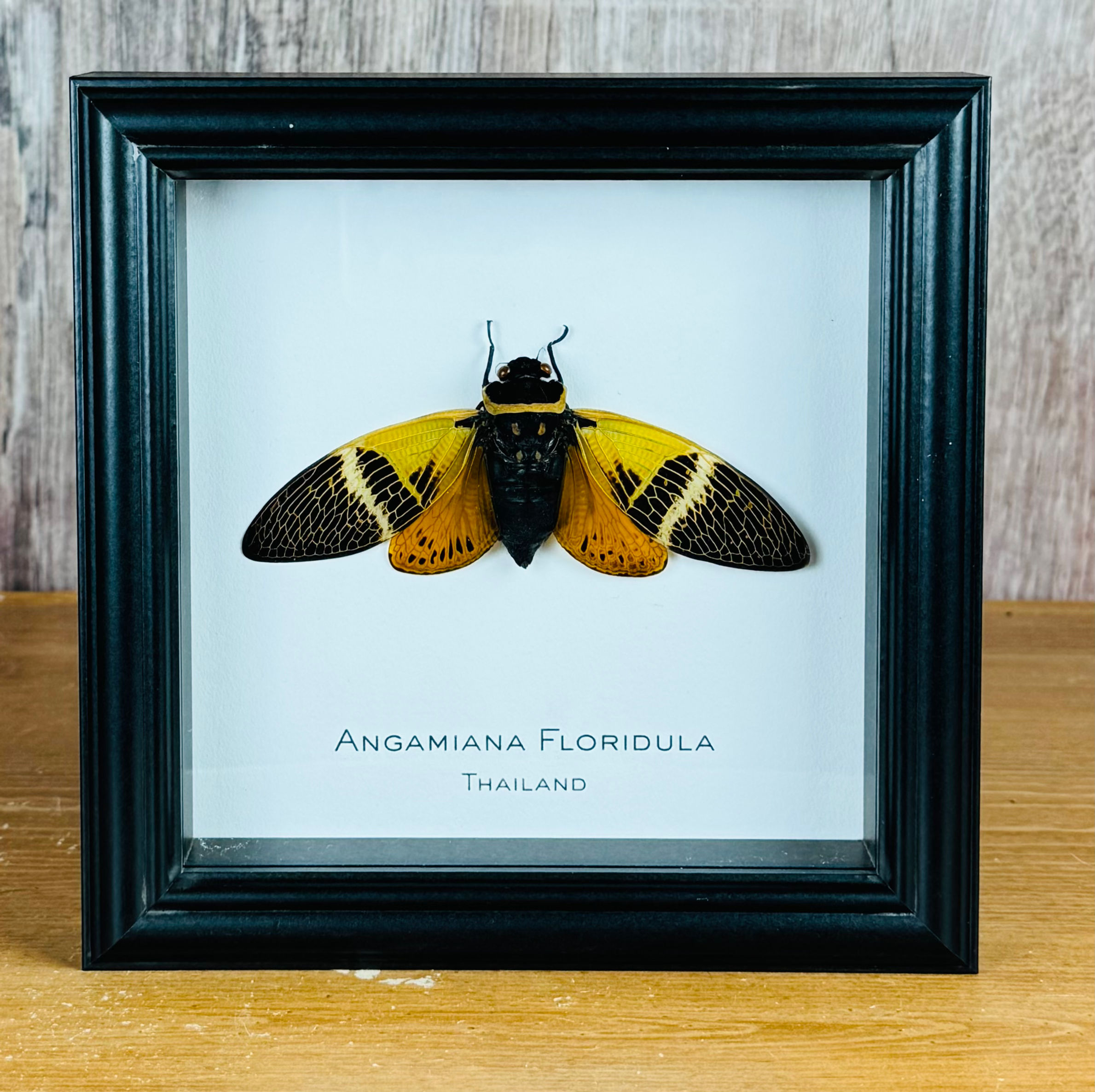 Angamiana Floridula Cicada