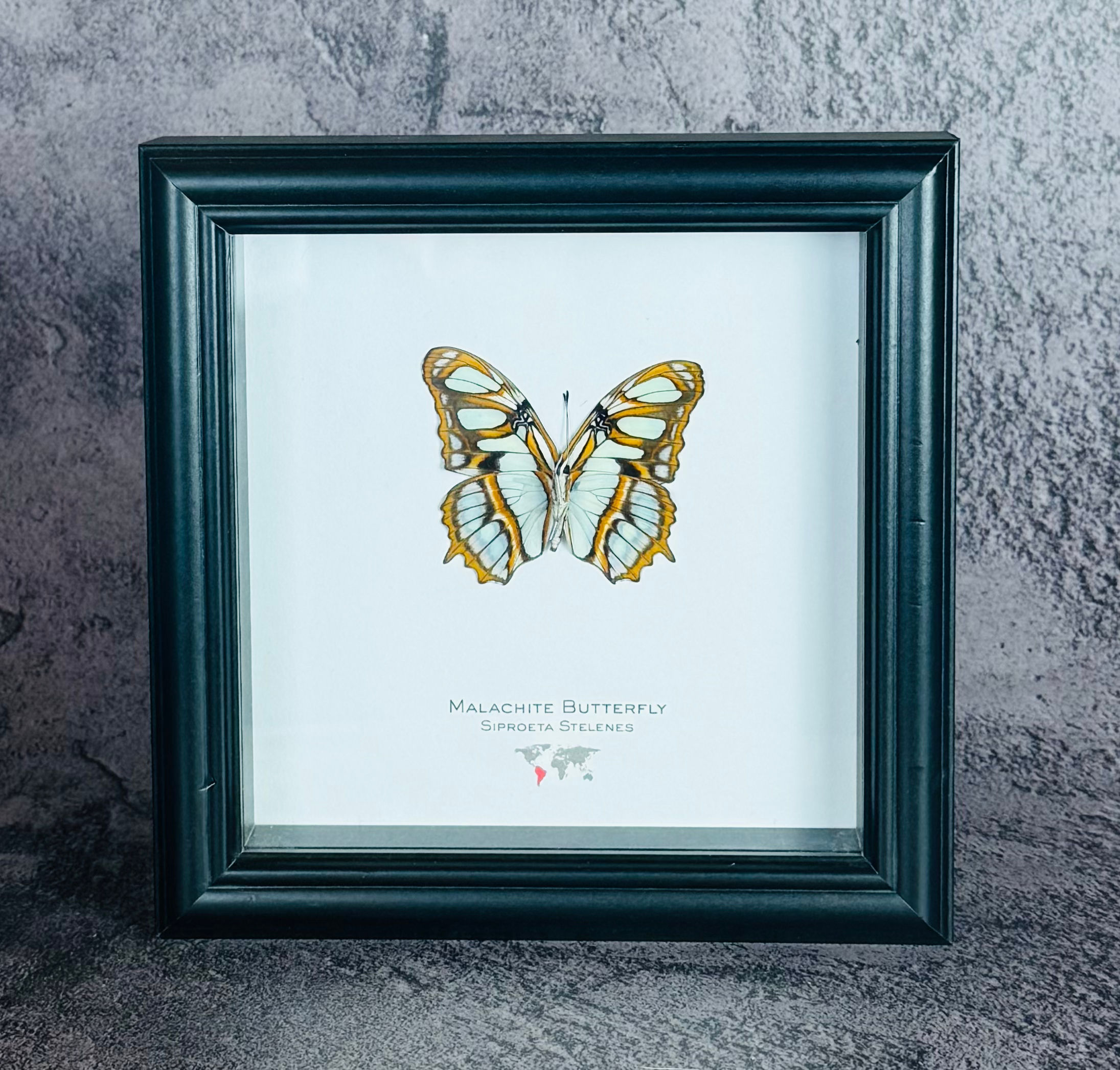 Malachite Butterfly