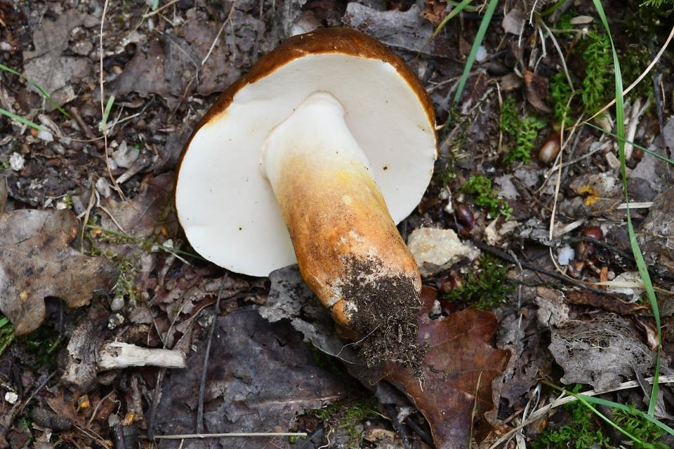 Gyroporus castaneus, pores blancs