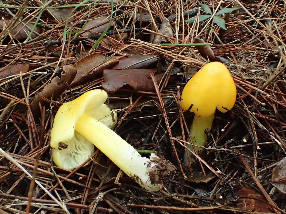 Hygrocybe subglobispora