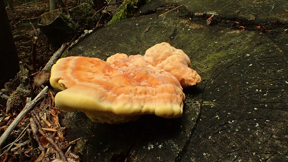 Laetiporus sulphureus