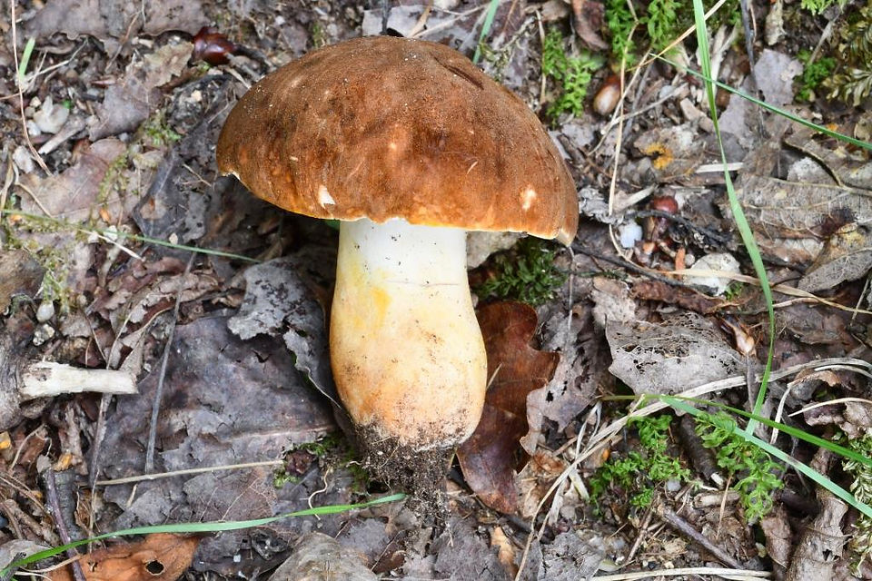 Gyroporus castaneus