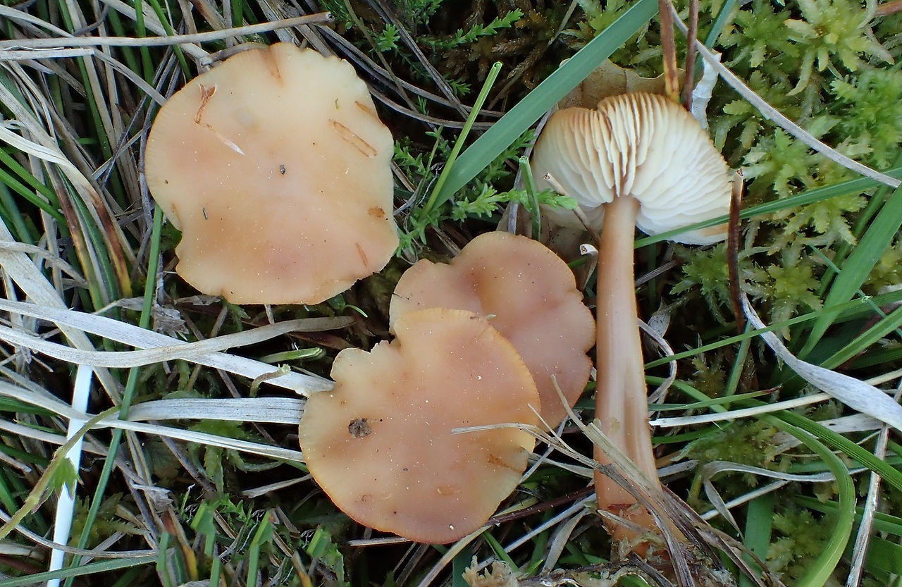 Gymnopus aquosus
