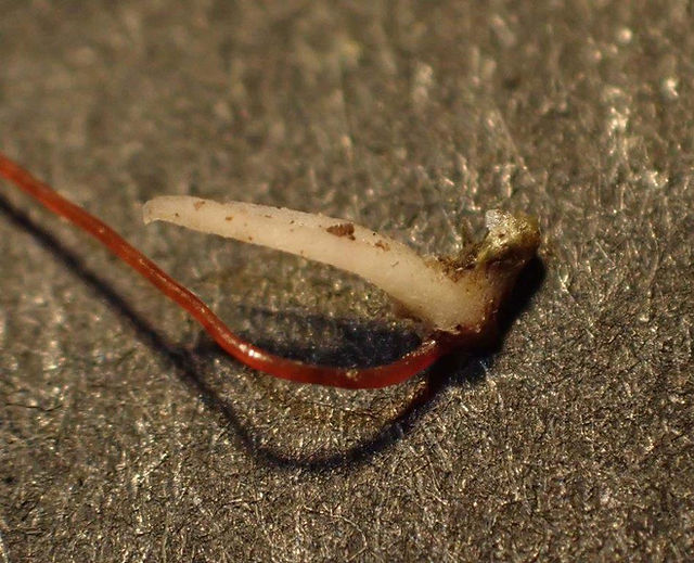 Sur Rhynchostegium megapolitan