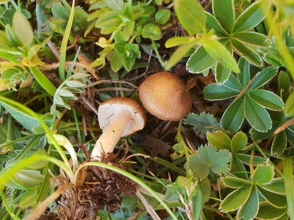 Entoloma alpicola