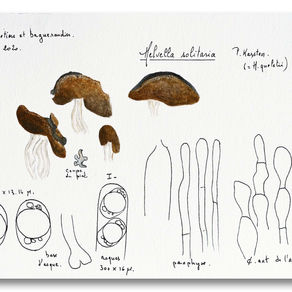 Helvella solitaria