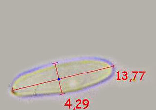 T alutarius spore