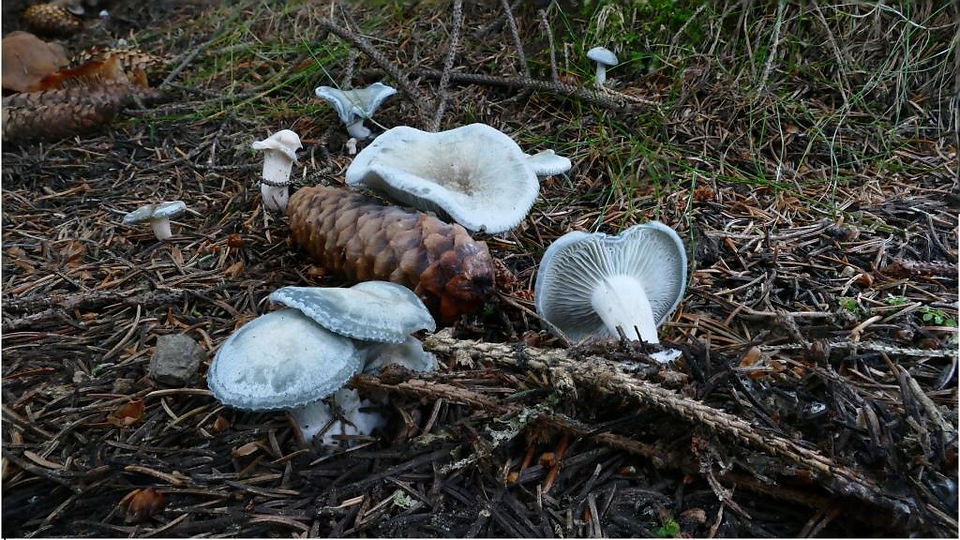 Clitocybe odora