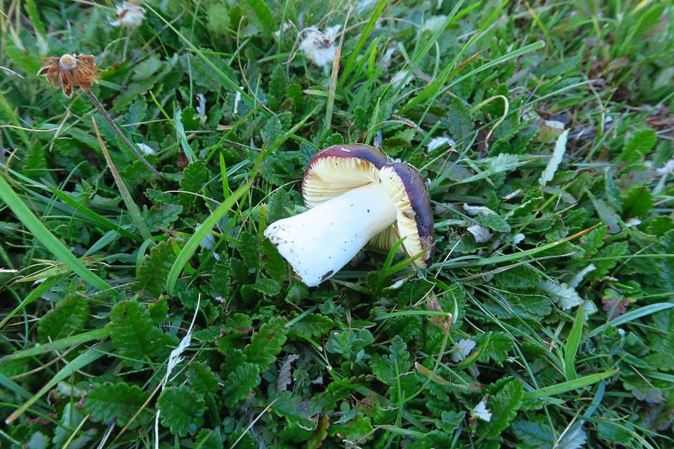 Russula pseudocampestris