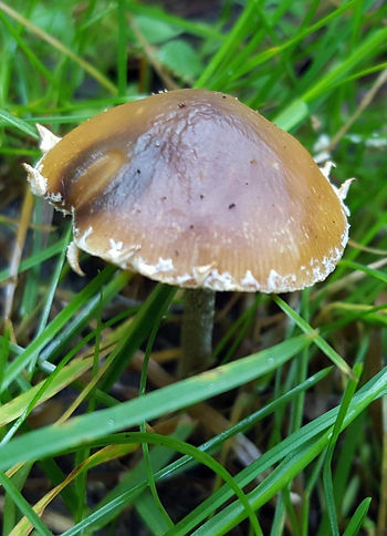 Marge dentelée de Deconica subviscida var. velata